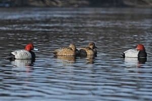 Greenhead Gear Pro-Grade Duck Decoy,Redhead Sleeper Pack,1/2 Dozen 73196 by Greenhead Gear