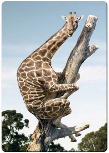 Funny giraffe on the dead tree fridge magnet