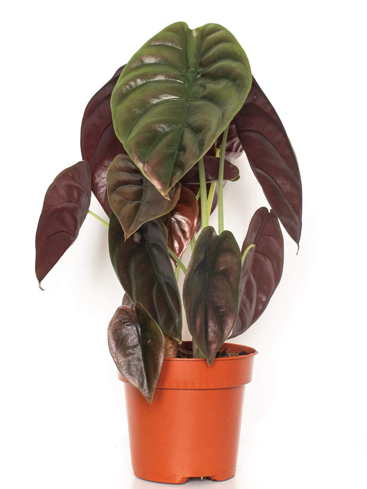Alocasia Red Secret