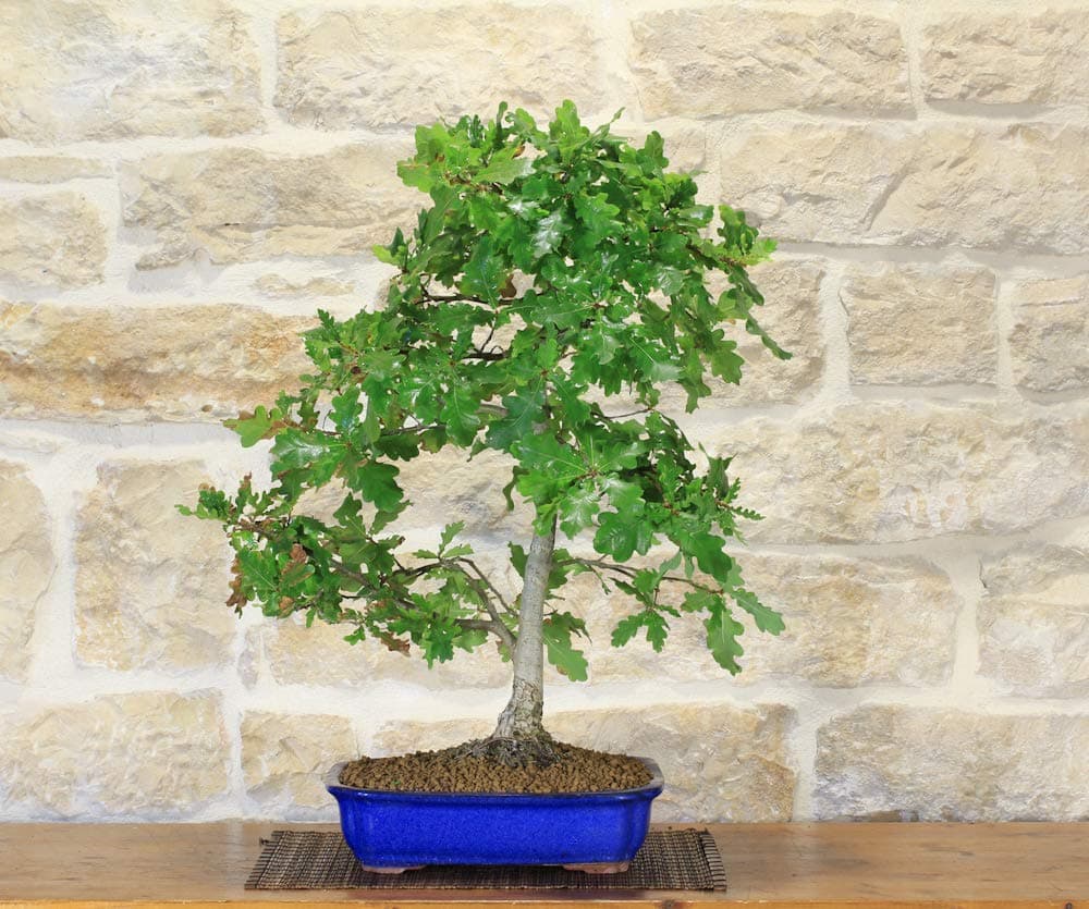 Downy Oak Bonsai Tree (11)