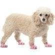 Pink Dog Shoes Medium