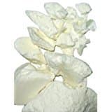 Raw Mango Butter 16oz