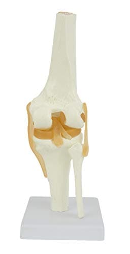 Knee Model - Functional Knee Joint Model, Life Size Anatomical Knee with Functional Ligaments