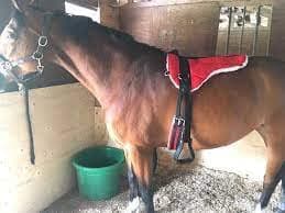 Horse Combo Riding Saddle with Stirrup Grith