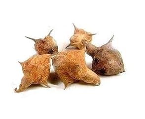 GOKHRU BADA गोखरू बड़ा 100 Gms