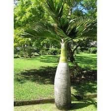 3 Bottle Palm Seeds Green.