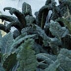 Tuscan Heirloom Kale Seeds
