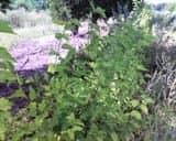 4 Red Mulberry (Morus rubra) 1-2'