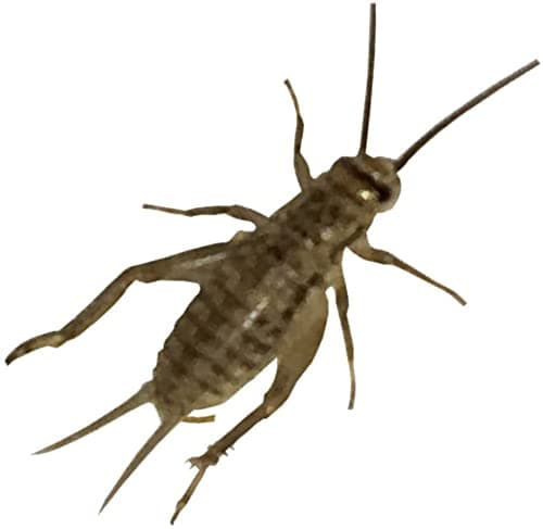 500 Live Acheta Crickets (Small (1/4"))