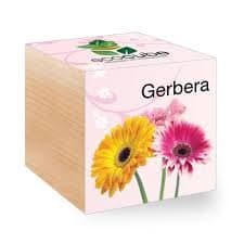 Plants in a Wooden Cube (Gerbera)