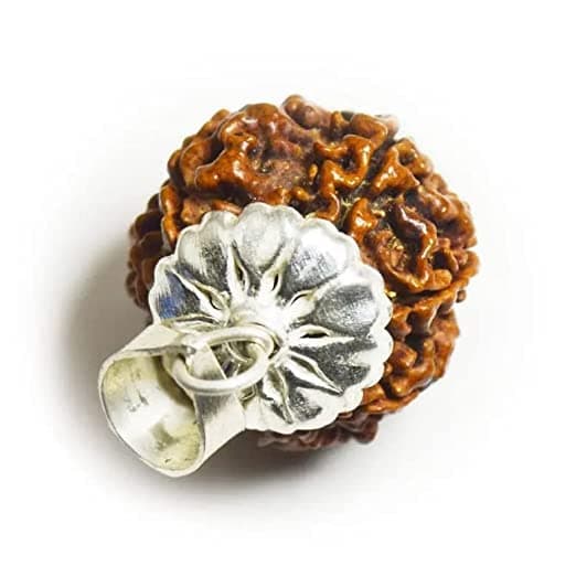सात मुखी 7 मुखी रुद्राक्ष ओरिजिनल Saat Mukhi Rudraksha Original Certified Religious 7 मुखी रुद्राक्ष ओरिजिनल Saptmukhi Mukhi Rudraksha Silver Cap 7 Mukhi Rudraksh सप्त मुखी रुद्राक्ष