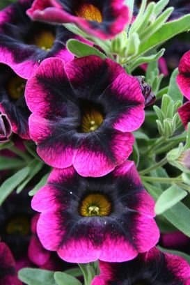 Black Midnight Delight Petunia Seed Pack, 100 Seeds