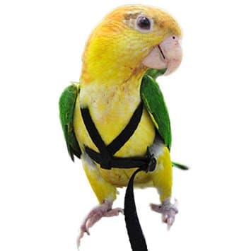 Pawzone Bird Harness for Bigger Birds