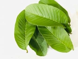 Premium Organic Fresh Guava Leaves, 100% Natural, Non- GMO, Whole Leaves, Fresh Leaves Picked the Day of Your Order, Guava Loose Leaf Herbal Tea (15 Fresh Guava Leaves)