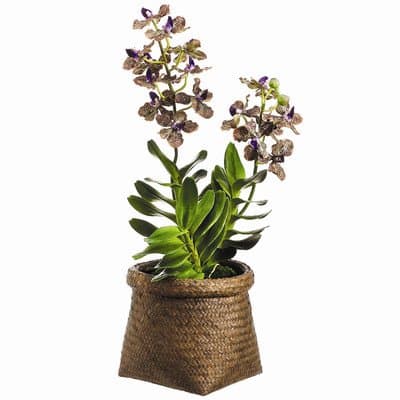 Vanda Orchid Plant in Basket