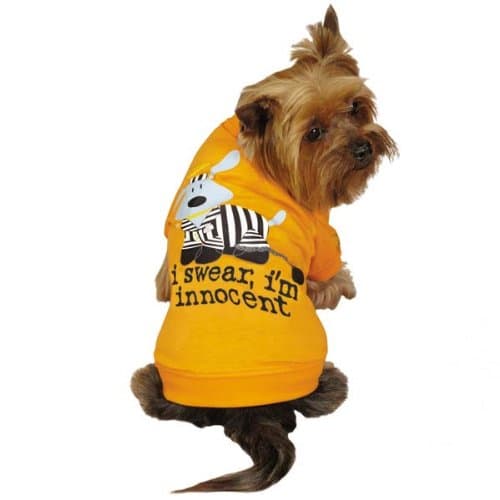 Dog Is Good Prisoner Tee for Pets, Small/Medium, Orange