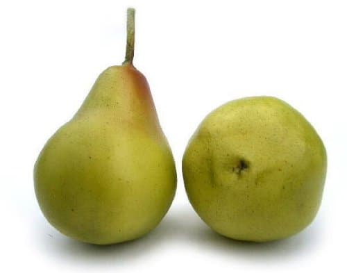 Artificial Green Bartlett Pear, Box of 12