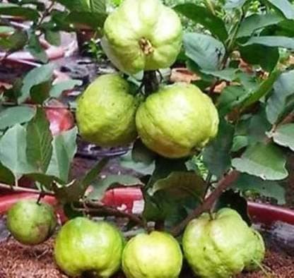 Live Thailand Guava Fruit Plant