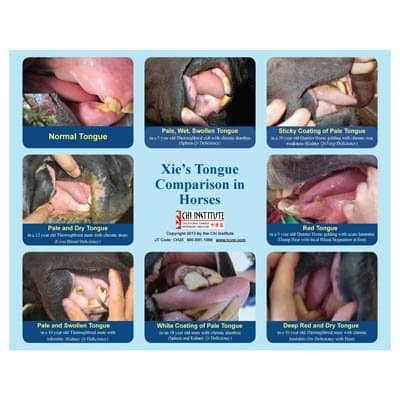 Xie's Tongue Comparison in Horses Chart