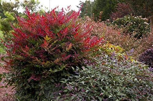 2.5Qt SL Obsession Nandina