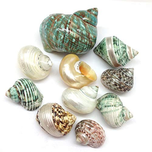 PEPPERLONELY 10 PC Polished Mixed Turbo Sea Shells, Shell Size 1-1/2 Inch ~ 3 Inch