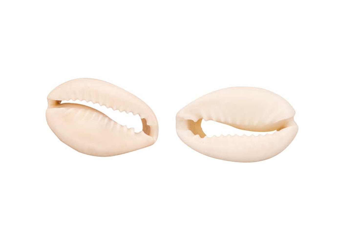15-20mm Sliced-Back Cowrie Shell Beads 130Gram/pack (3-pack Value Bundle), SAVE $2