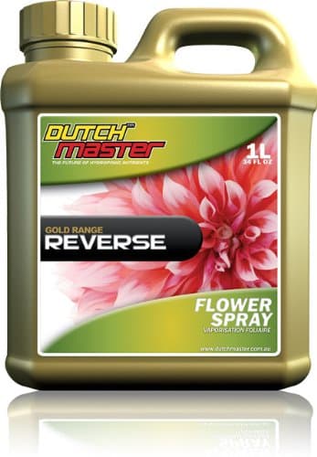 Dutch Master Reverse Gold Flower Spray 1 Liter