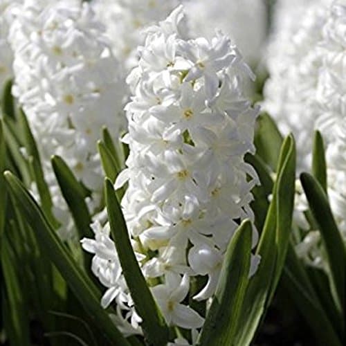 Prepared Hyacinth Bulbs Carnegie x 3
