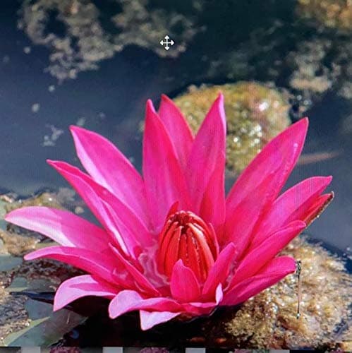 Indian Gardens - Waterlily live plant (Red) (Code 8)