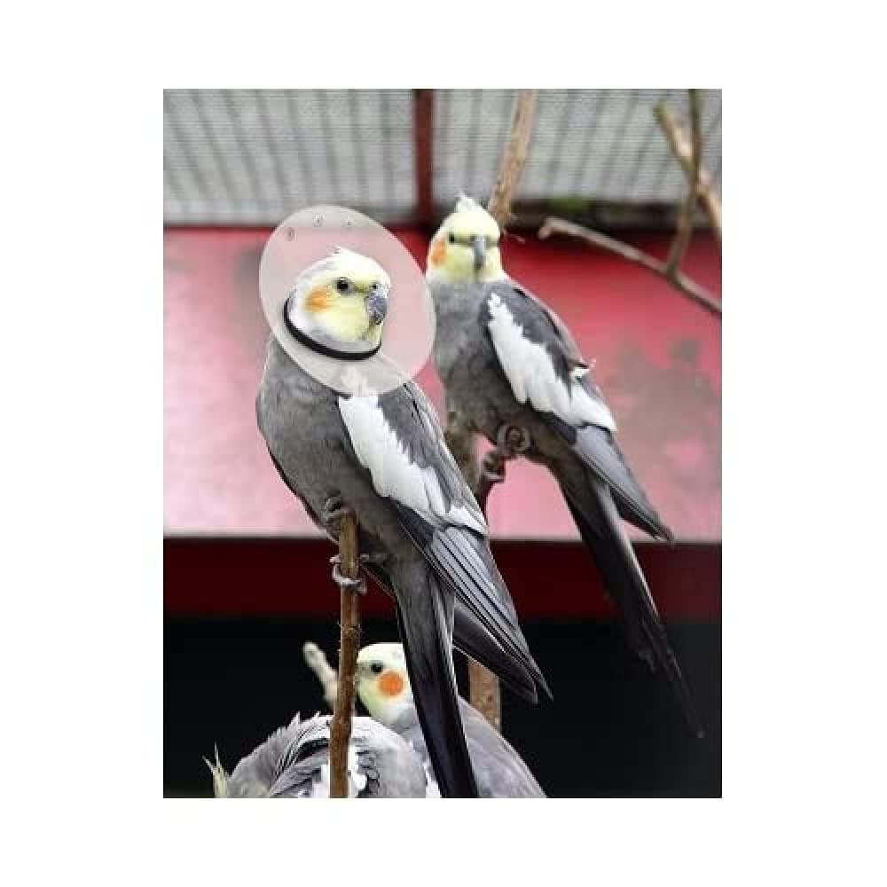 Kong KVP Bird E-Collar, 4.75-5.5"/10"