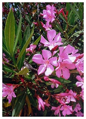 Oleander (Nerium Oleander) - 50 Seeds -