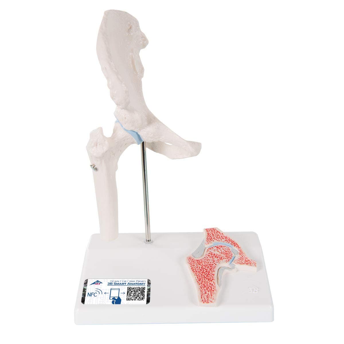 3B Scientific A84/1 Mini Hip Joint w/ cross sec of bone on base - 3B Smart Anatomy