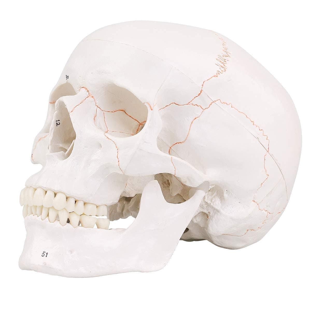 Euddoo Life Size 3-parts numbered Skull Model with Full Set of Teeth,Removable Skull Cap and Articulated Mandible, Detailed Product Poster Includes