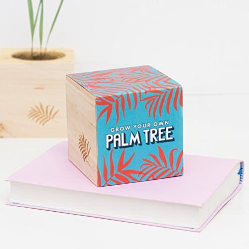 Firebox Grow Your Own Palm Tree