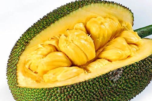 Jackfruit 10KG (1 Fruit)