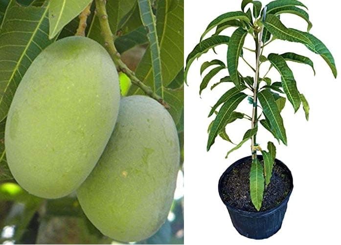 Green View® Langra Mango Live Plant | Banarasi Langda Mango Tree | Famous North Indian Variety | Sweet Juicy Grafted Fruit Plant for Home Garden, Terrace, Pot, or Balcony
