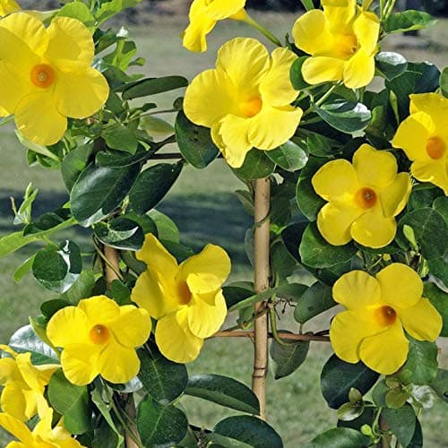 Siam Garden Yellow Mandevilla Vine Sapling