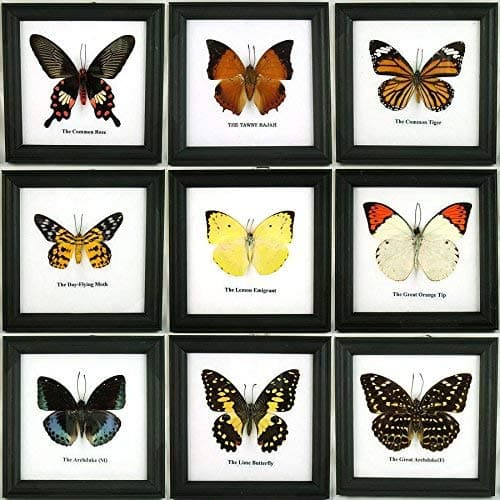 9 x Framed Wall Decor Real Beautiful Butterfly Display Insect Taxidermy 5"x5"
