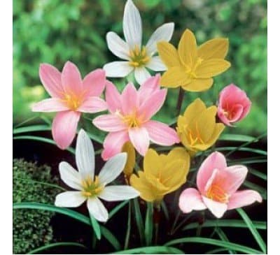 Vani Impex Zephyranthes Flower Bulb