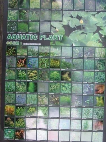 Azoo Aquatic Plant II