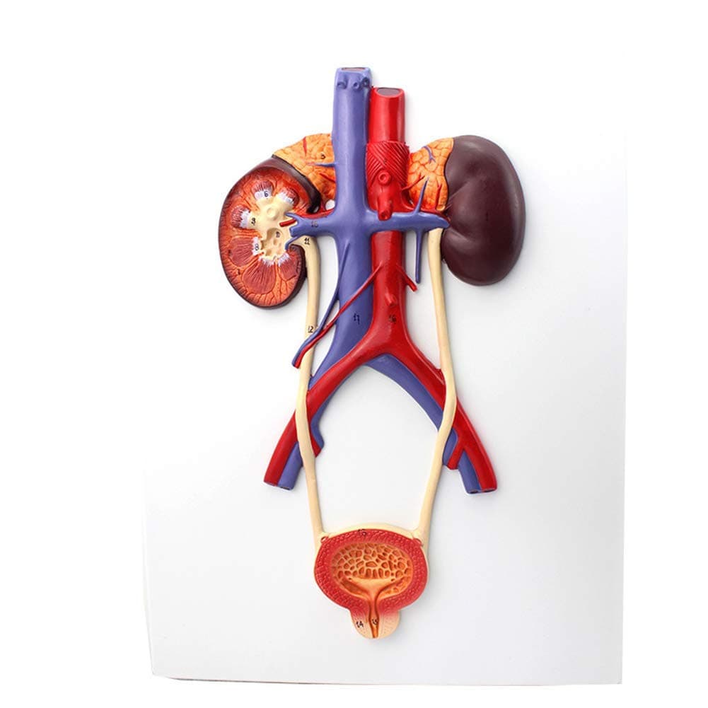 Human Urinary System Model-Ureter, Bladder and Urethra Model-This Model Is Composed of Kidney, Ureter, Bladder, Bladder, Arteries and Veins