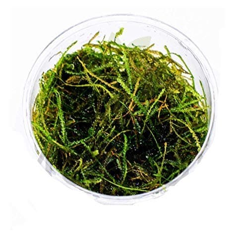 (1 Cup) Mainam Vesicularia Dubyana | Java Moss (Naturally Grown) in Full Cup Live Aquarium Plant Decorations Freshwater Tropical Wide Terrarium Vivarium