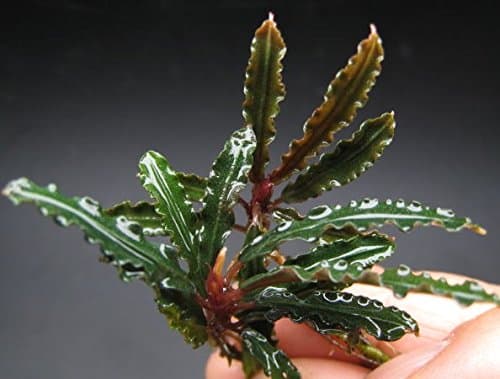 Bucephalandra Biblis - Live aquarium plant