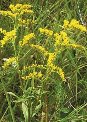 Early Goldenrod (Solidago juncea), Seed Packet, True Native Seed