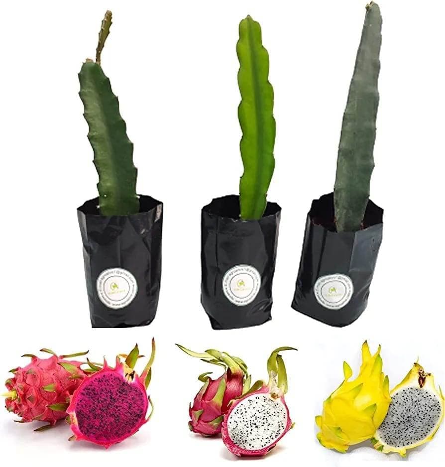 Golden Bloom Live Dragon Fruit Tree Plant Combo Pack Of 3 Plant, Plant Height 8-10 CM Big Size Plants