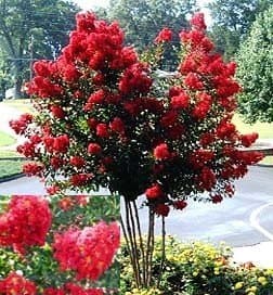 Dynamite® Red Crape Myrtle Tree - Live Plant Shipped 1 Foot Tall in 6 inch Container by DAS Farms™ (No California)