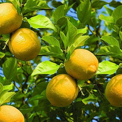 Mphmi Nimboo, Lemon Tree (Big Fruit, Grafted)- Plant