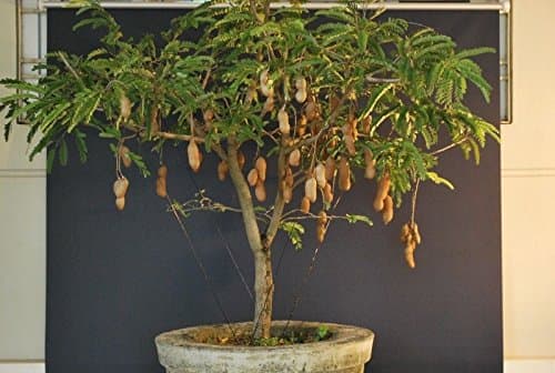 Bonsai Tamarind live plant