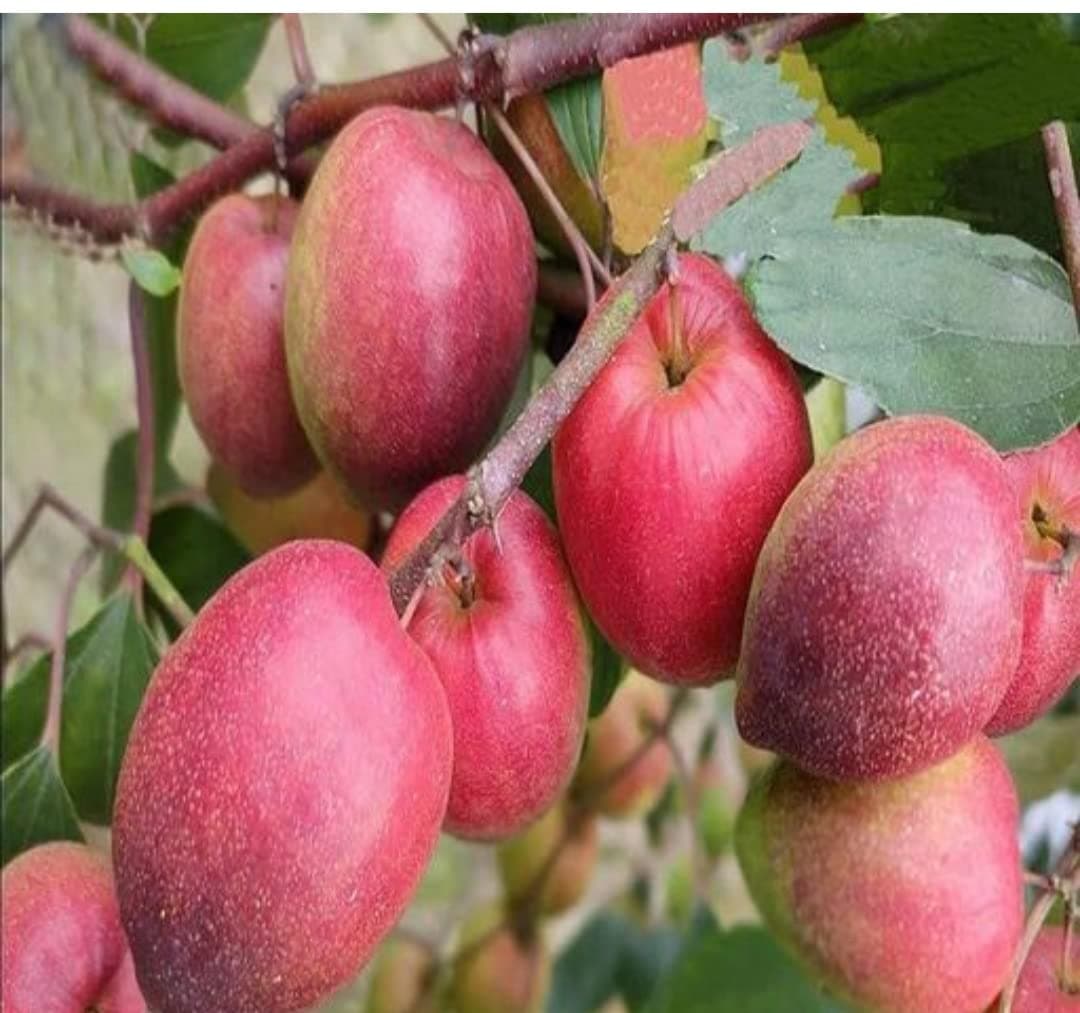 Grafted Special Ball Sunduri Appel Cull