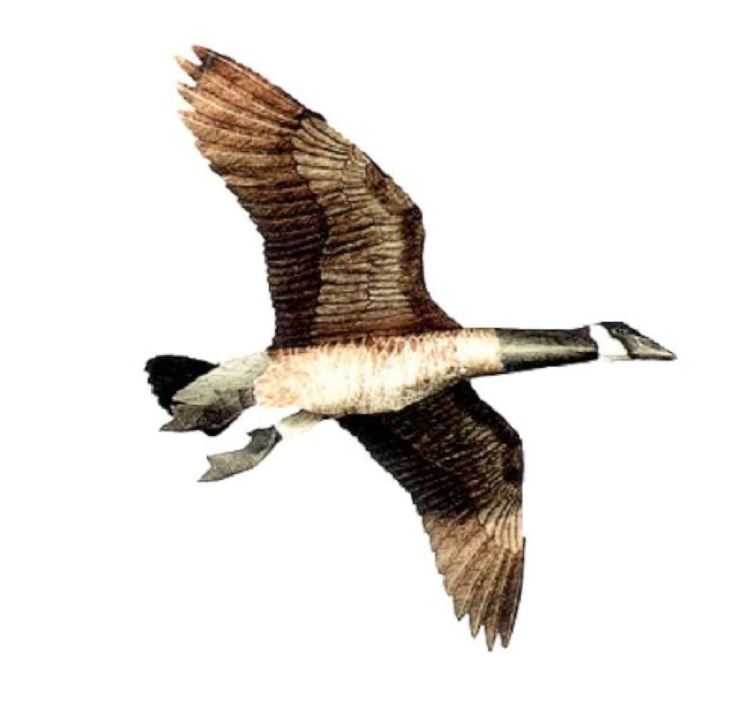 Inc. Canada Goose Flying Goose Decoy